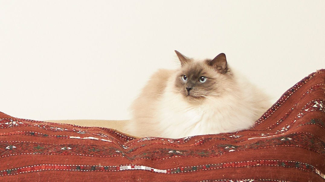 Eine Katze ruht sich auf einer Decke in einem allergikerfreundlichen Zuhause mit sauberer Raumluft aus